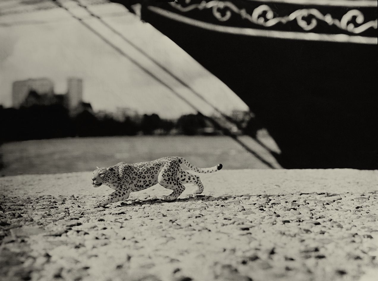 Leopard Rotterdam Holland